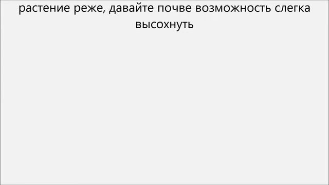 Как ухаживать за бегонией смотреть онлайн