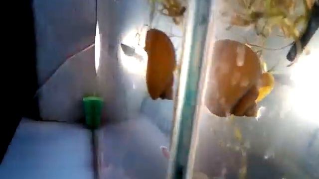 Куда пропадают растения в аквариуме?:) смотреть онлайн