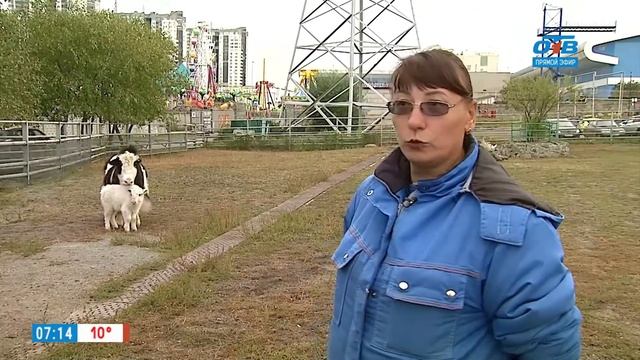 Чем питаются яки в рубрике «Живой репортаж» смотреть онлайн