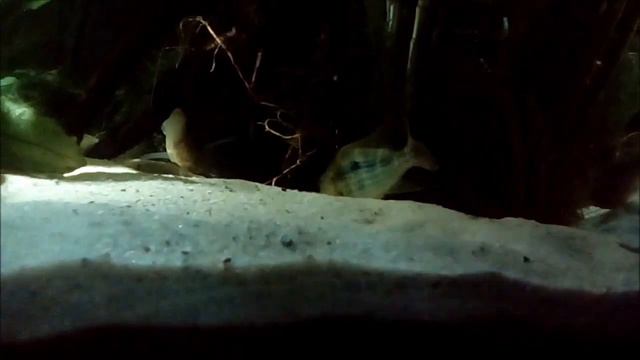 Geophagus mirabilis pair with fry. Geophagus mirabilis z narybkiem. смотреть онлайн
