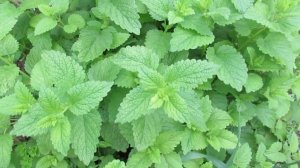 Мелисса выращивание лимонной мяты и уход