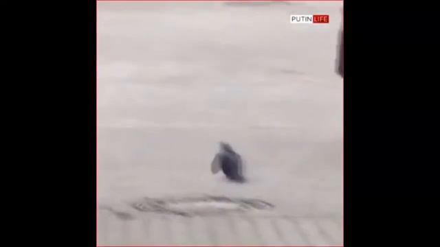 ОТДАЛ ЧЕСТЬ смотреть онлайн