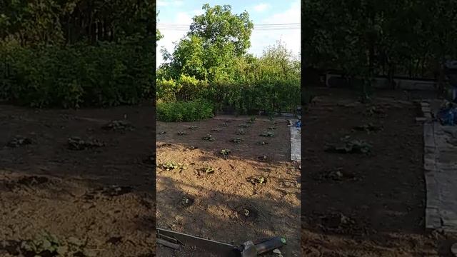 Прошлись по дорожке на даче смотреть онлайн