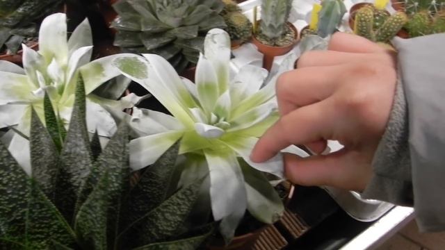 СТИМУЛЯТОРЫ РОСТА И ЦВЕТЕНИЯ ДЛЯ ОРХИДЕЙ И ДРУГИХ ЦВЕТОВ #ЭПИН #ЦИРКОН #цветение #oldenburgru#44 смотреть онлайн