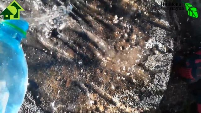 КАК Я УНИЧТОЖИЛ ПЕНЬ БЕЗ ПОДЖОГА, СЕЛИТРЫ и УСИЛИЙ. Огромный пень струхнел и спорохнел за 1 год! смотреть онлайн