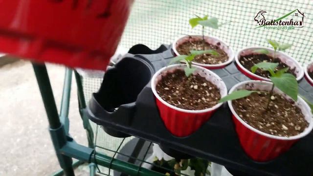 Um pequeno tour por nossa estufa / A short tour through our greenhouse смотреть онлайн