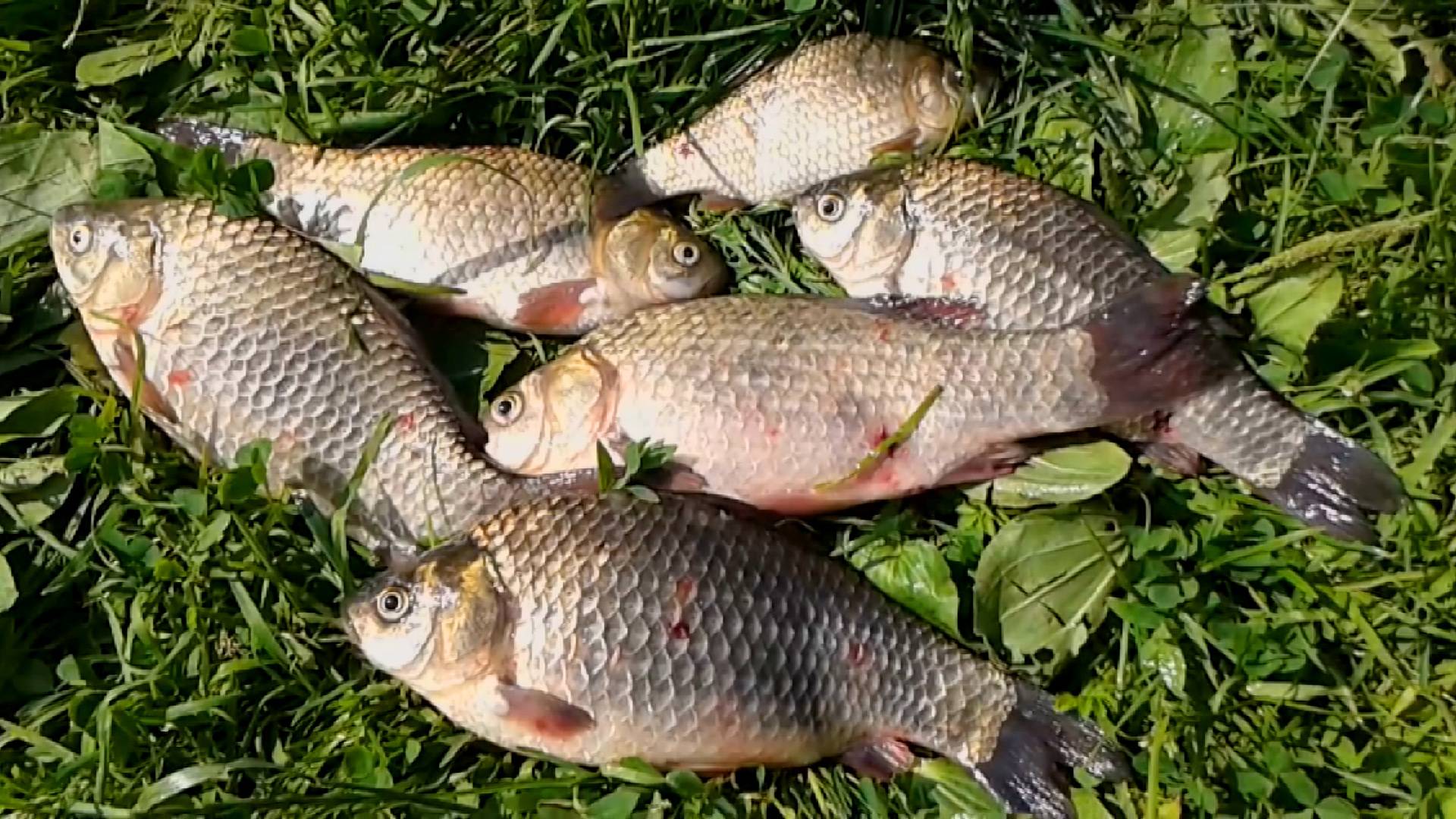 Рыбалка на карася на фидер. смотреть онлайн