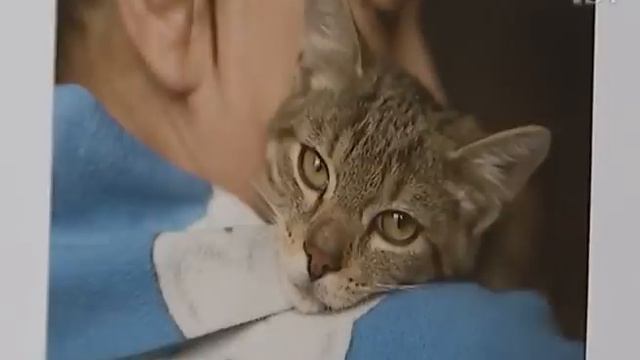 Фотограф-анималист Александра Пехота помогла одиноким животным обрести хозяев смотреть онлайн