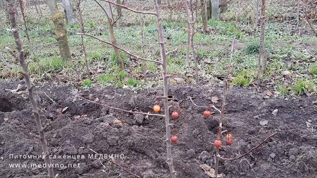 Райская яблоня Эверест: зачем садить смотреть онлайн