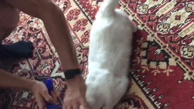 Правильно расчесываем кошку Масю ?? смотреть онлайн