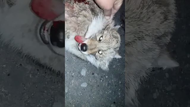 Чубакабра или Лиса ? На дарогах бишкек кочкор 2016 11 14 год смотреть онлайн