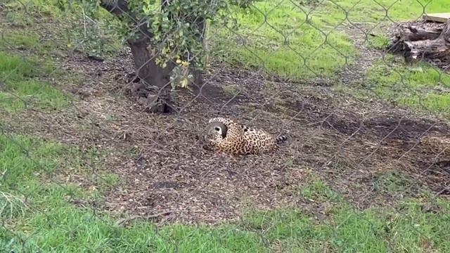1-7-22 Enrichment: Jaguar Clawbreaker смотреть онлайн