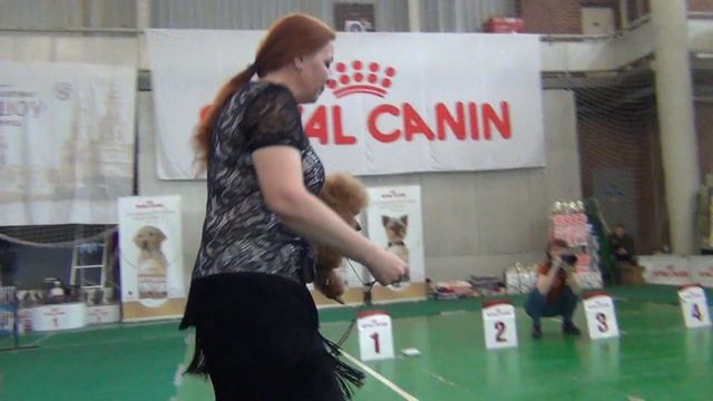 75 Моно пуделей 27.04.2019. Екатеринбург. Ансвел МР Биг смотреть онлайн