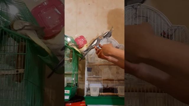 Наши птенцы кореллы из очередного гнезда смотреть онлайн