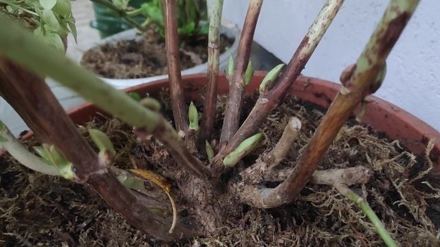 Почему не цветёт крупнолистная гортензия в средней полосе ????? смотреть онлайн