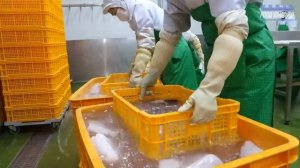 Массовое производство маринованной скумбрии