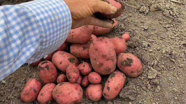 КАРТОФЕЛЬ и ЭКОНОМИКА, что выгодней покупать или сажать смотреть онлайн