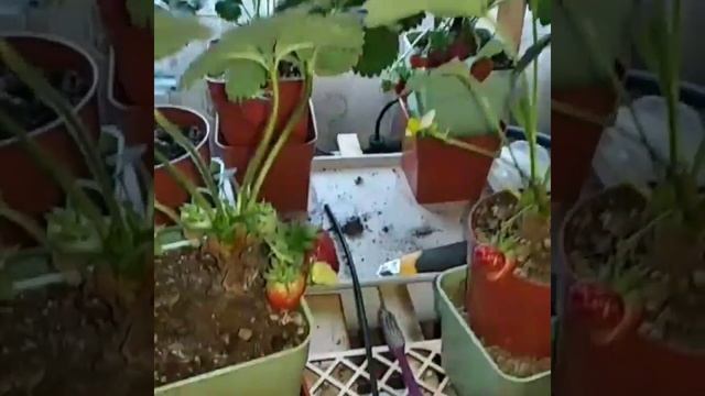 Клубника дома смотреть онлайн