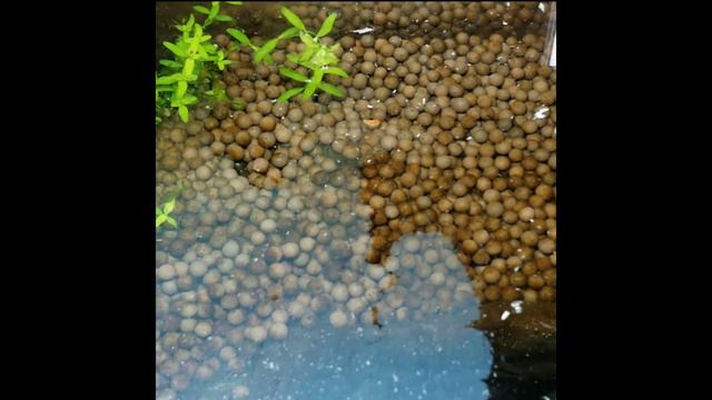 How to get rid of the biofilm in your aquarium. смотреть онлайн