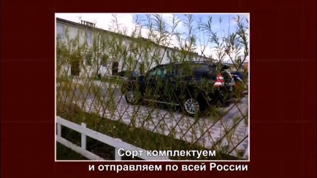 Живая изгородь из ивы посадка смотреть онлайн