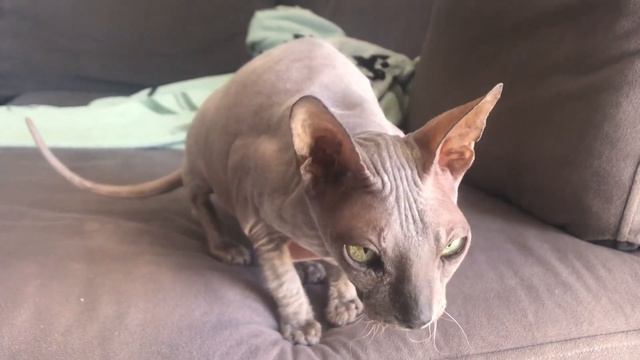 Когда закончиться зима!?!?? #кошка #cat #сфинкс смотреть онлайн