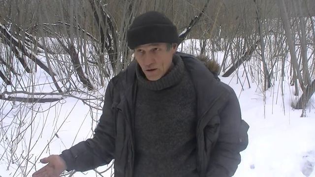 Филин  настоящий