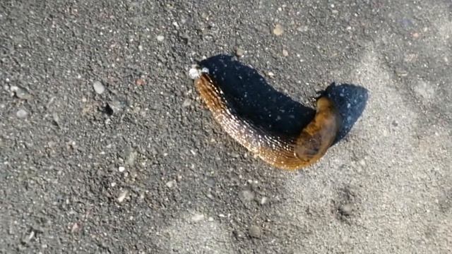 Гигантский слизень 15 см. The Big slug 150 mm lenght смотреть онлайн