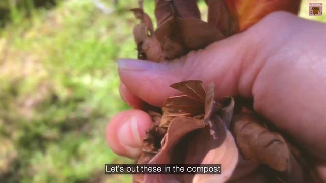 Summer Tropic Pink Guava Update [ Vlog 30 ] смотреть онлайн