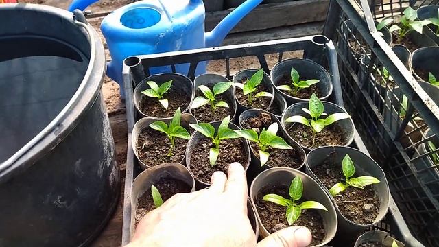 1 -ПОДКОРМКА ПЕРЦА В ТЕПЛИЦЕ/КАКАЯ РАЗНИЦА МЕЖДУ ТОМАТОМ И ПЕРЦЕМ В ПОДКОРМКАХ смотреть онлайн