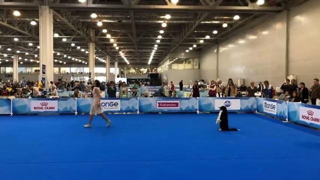 "Евразия 2018" класс дебют фристайл смотреть онлайн