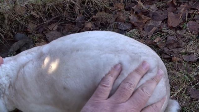 Рекс шварцграннен – Schwarzgrannen-Rexe. Редкий окрас в России смотреть онлайн