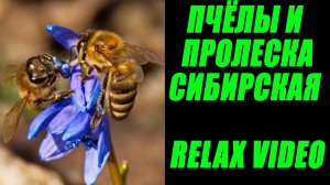 Пчелы и пролеска сибирская. Насекомые