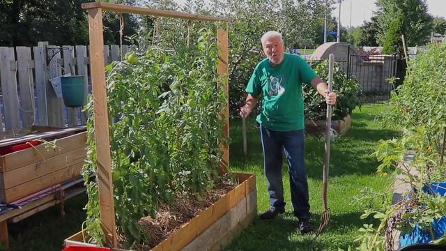 GROW TOMATOES ON STRINGS - Part 4