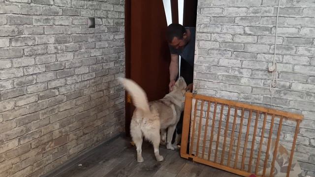 Хаски ВСТРЕЧАЮТ Лёху / Ласковая ВОЛЧИЦА смотреть онлайн