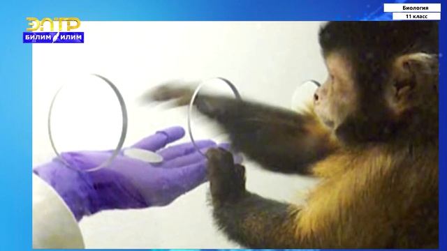 11-класс | Биология | Популяция ее структура и динамика смотреть онлайн