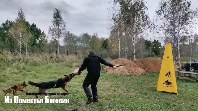 Адерхайден Хоф ИСКРА - зарисовки с тренинга 06.10.2023 (немецкая овчарка) смотреть онлайн