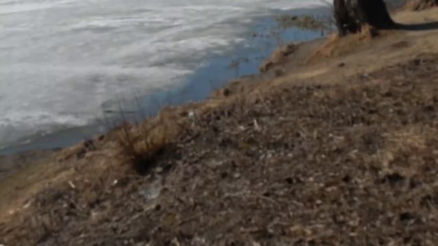 Весенние утки на Уводи - Иваново 11.04.2021 смотреть онлайн