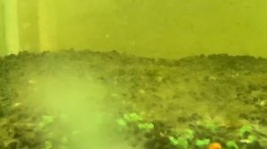 Выведение науплии артемии и как ее хранить