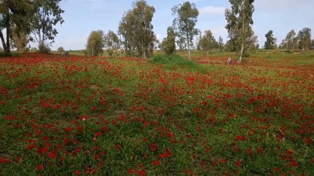 Фестиваль Красный юг. Массовое цветение анемонов, 2018г. смотреть онлайн