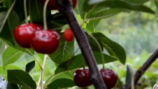 Вишня Чери Cherry