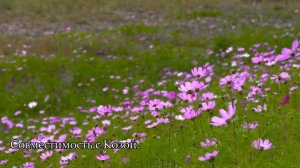 Совместимость знака ЛОШАДЬ - лучшая и худшая пара