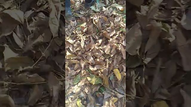 Пробил ногу гваздом смотреть онлайн