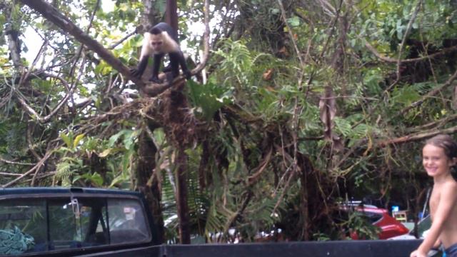 Monkey Rejects Coconut смотреть онлайн