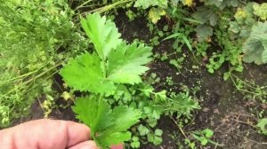 Как выглядит листовой сельдерей в середине лета, опыт выращивания.