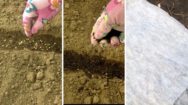 Посев томатов под зиму в теплице и в открытом грунте. Посадка томатов в саду на даче смотреть онлайн