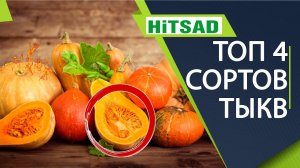 Топ 4 самых вкусных тыкв 2021 ✔️ Самые полезные сорта тыкв