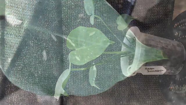 Monstera thai constellation variegata MONTHAI japan lab смотреть онлайн