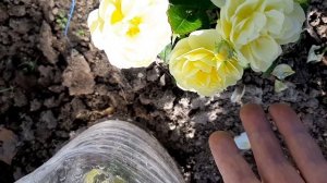 Роза КОМТЭС ДЮ БАРИ , флорибунда.    30.09.2020г.