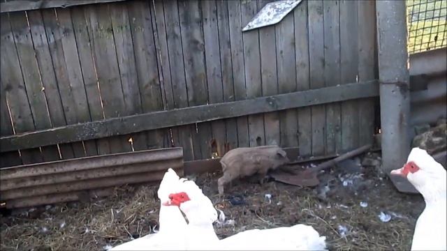 Кабанчик Венгерской пуховой МАНГАЛИЦЫ знакомится с Невестами! / Выбираем поросенка из стада! смотреть онлайн