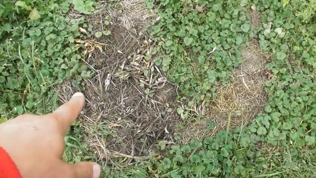 Мульчирование - как выглядит земля под 3-летней мульчой смотреть онлайн